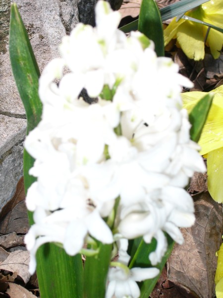 White Flowers 1.JPG